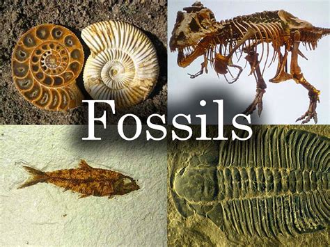 fossil definition biology simple